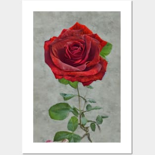 A beautiful single red rose, gift mugs, apparel, hoodies, t-shirts, shirts Posters and Art